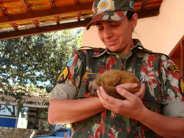  Pol&iacute;cia Ambiental resgata macaco-prego em Corumb&aacute; 