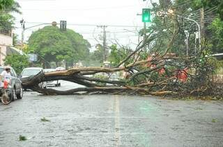 Árvore caiu no meio da avenida e obstruiu o trânsito. (Foto: Alcides Neto)