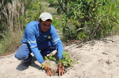 Para comemorar Dia da Árvore, 15 mil mudas estão sendo plantadas na Capital