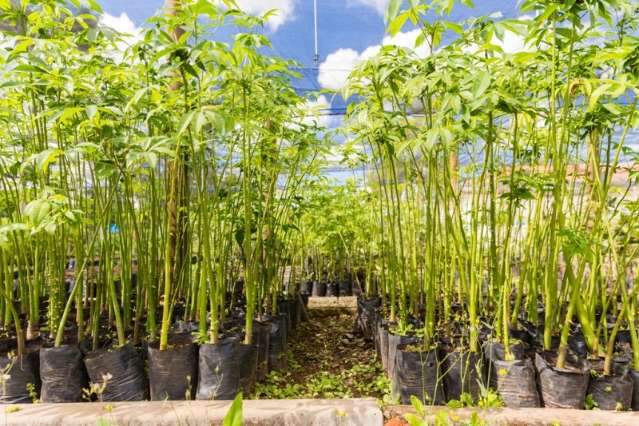 Dia da &Aacute;rvore &eacute; comemorado hoje com a&ccedil;&otilde;es de conscientiza&ccedil;&atilde;o ambiental