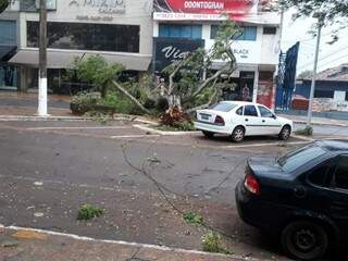 Ao lado, outra vegetação cedeu com o vento levando parte da fiação elétrica para o chão. (Foto: Direto das Ruas).