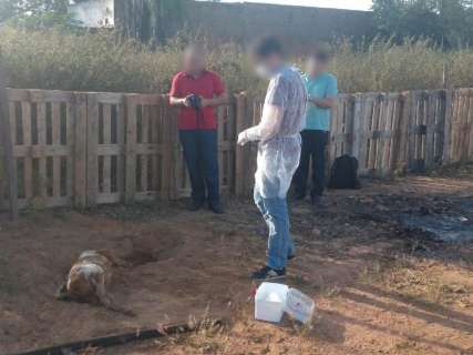 Polícia desenterra cães mortos para investigar envenenamento