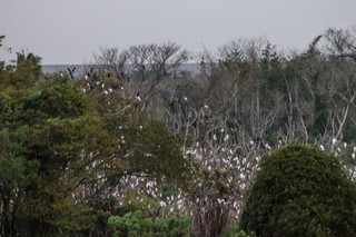 Aves brancas enfeitam galhos de árvores as margens da BR-163 perto de Mundo Novo (Foto: Henrique Kawaminami)