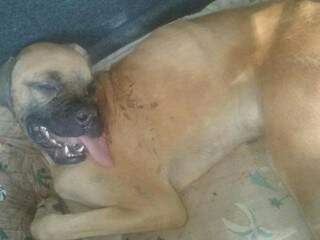 Boxer foi encontrado abandonado em um saco plástico e estava agonizando (Foto: Reprodução Facebook)