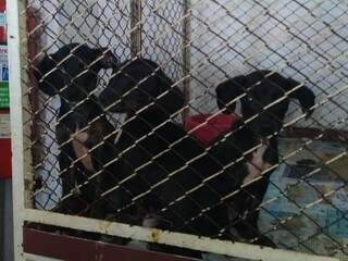 Filhotes eram mantidos em gaiola sem ventilação e higiene (Foto: Divulgação)