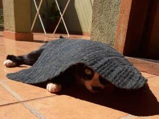 Se esconder debaixo do tapete é uma forma que o gato encontrou de se proteger do barulho (Foto: Arquivo pessoal)