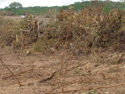 Suspensão de desmate em 140 hectares em Rio Verde vale por 15 dias 