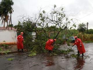 Ventos de at&eacute; 42 km por hora derrubam ao menos nove &aacute;rvores 