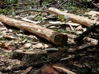 Madeira apreendida em área preservada de Anastácio (Foto: Divulgação/PMA)