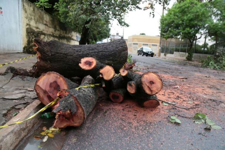 Árvore foi cortada na Rua Joel Dibo. (Foto: Fernando Antunes)