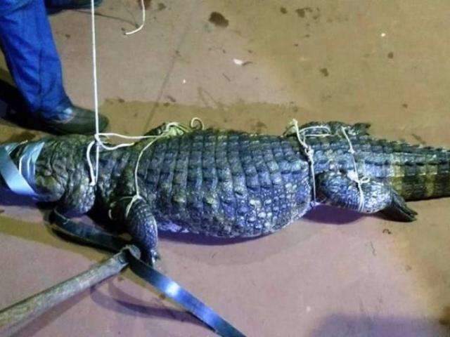 Retirada de jacar&eacute;s da Lagoa Maior deve ser conclu&iacute;da amanh&atilde; 