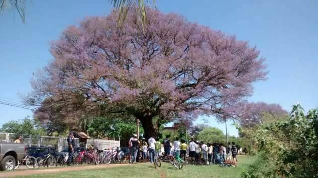 Abra&ccedil;o coletivo alerta para import&acirc;ncia da preserva&ccedil;&atilde;o de &aacute;rvores