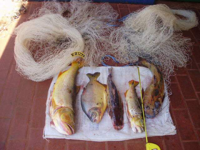  PMA apreende peixes irregulares e tarrafa no rio Coxim; pescadores fugiram