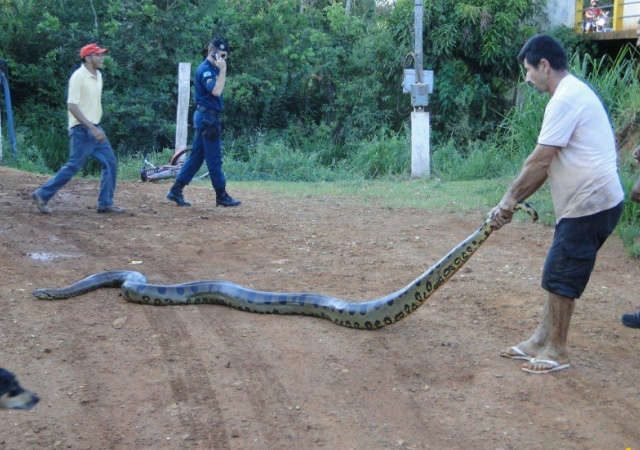  Sucuri com mais de 4m ataca cachorro em S&atilde;o Gabriel do Oeste