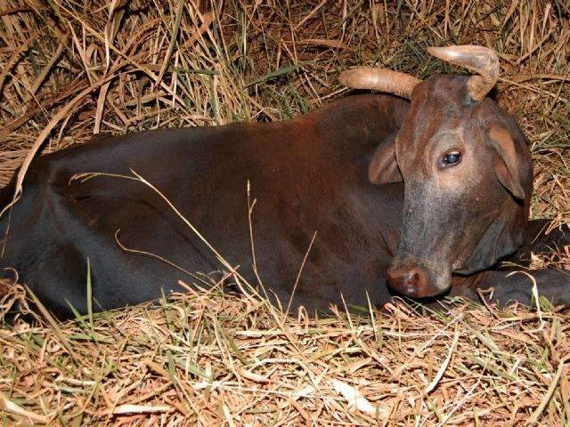 Funcion&aacute;rio de fazenda sofre acidente ao bater moto em vaca solta na pista