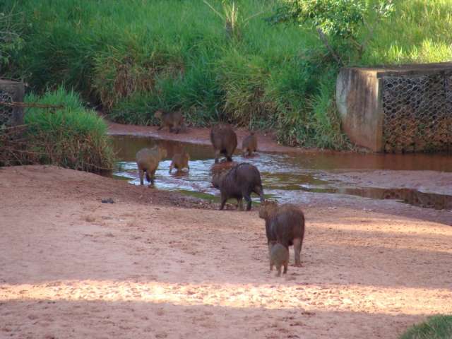 Capivaras roem &aacute;rvores e coelhos destroem mudas no S&oacute;ter