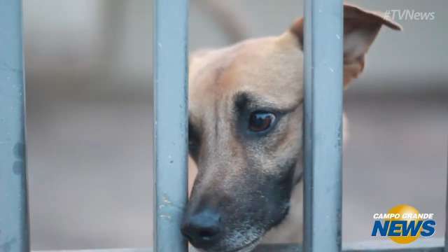 S&oacute;s em casa, c&atilde;es s&atilde;o alimentados por vizinhos no Maria Aparecida Pedrossian