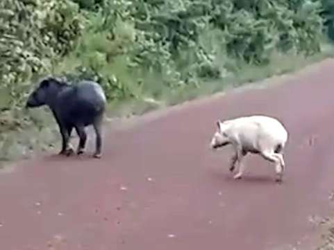 O animal do novo vídeo do cazum: a espécie é um argentinossauro