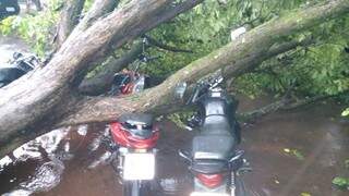 Árvores caíram sobre motos durante a tarde de ontem. (Foto: Direto das Ruas)