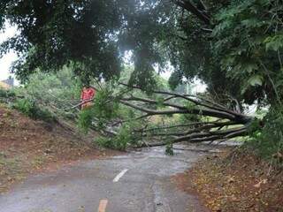 Árvore de aproximadamente 7 metros caída sobre ciclovia, na Avenida Nasri Siufi (Foto: Paulo Francis) 