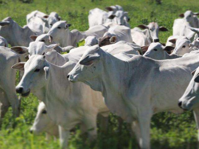 MT possui o maior rebanho bovino do país pelo sexto ano