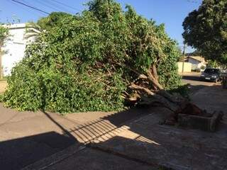 Árvore caiu na Rua Tupi, no Leblon, nesta tarde (Foto: Aletheya Alves)