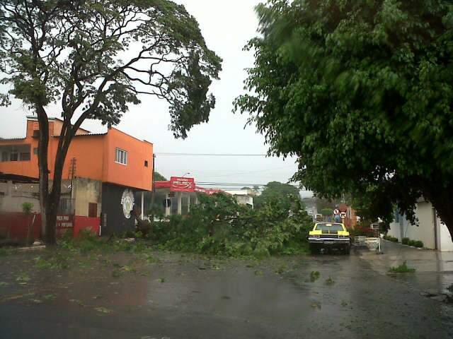  Ap&oacute;s ventania, queda de &aacute;rvore bloqueia rua em Campo Grande