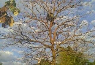 Rapaz de 24 anos ficou horas em cima da árvore (Foto: Edição de Notícias) 