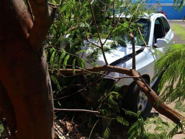  Motorista sem CNH perde controle de dire&ccedil;&atilde;o e atinge &aacute;rvore na Divis&atilde;o 