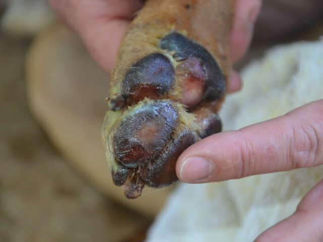  Homens que arrastaram cachorro s&atilde;o multados em R$ 6 mil pela PMA