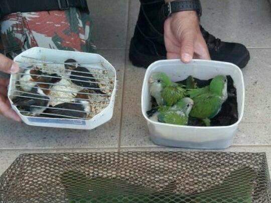 Flagrado com filhotes de aves, paranaense &eacute; multado em R$ 20 mil