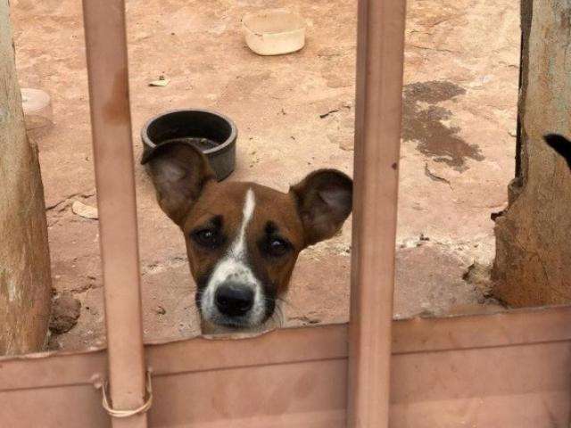 Quem viajar e deixar animais sozinhos pode responder por abandono