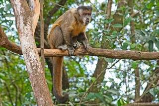Macacos são vistos com frequência pelos moradores da região. (Foto: Marcos Ermínio)
