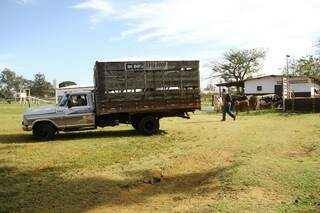 O CCA colocou o gado no caminhão (Foto: Marcos Ermínio)
