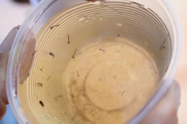 Com suspeita de epidemia no Estado, caminhonete de fumac&ecirc; &eacute; furtada