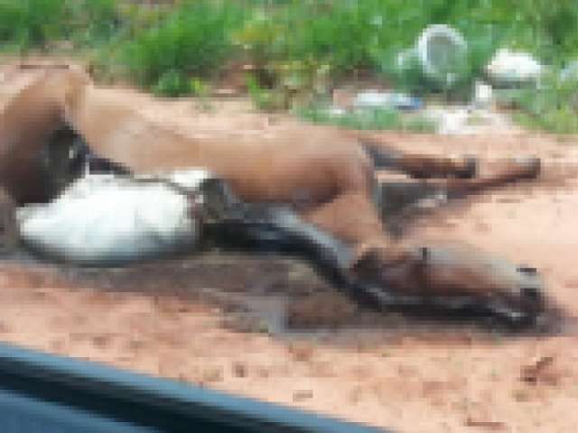 Carca&ccedil;a de animais s&atilde;o deixadas em terreno baldio do Jardim Veraneio 