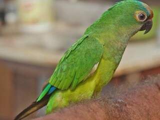 No estado, uma das aves mais procuradas é o papagaio. (Foto: Marcos Ermínio) 