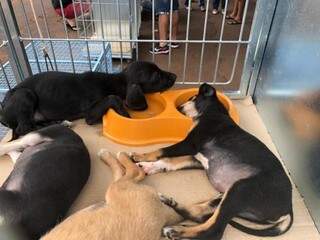 Cãezinhos dormem nos potes de ração enquanto esperam os futuros donos (Foto: Bruna Pasche)