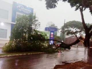 Árvore caída interdita avenida em Coronel Sapucaia. (Foto: A Gazeta News)