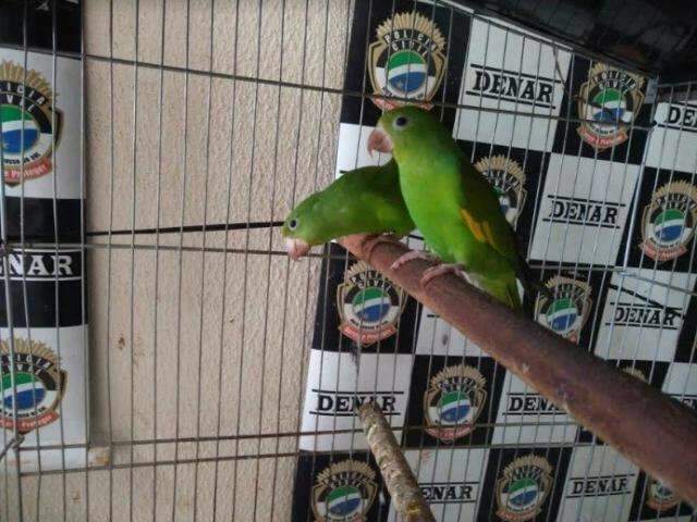 Pol&iacute;cia descobre drogas e aves em cativeiro na casa de traficante