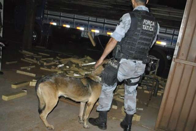 Idoso de 63 anos &eacute; preso com 3,2 t de maconha em carga de madeira 