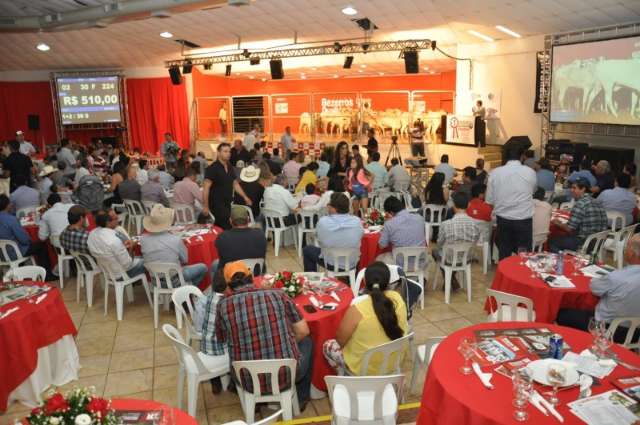 Munic&iacute;pio de MS quer se tornar grande produtor de bezerros para a Europa