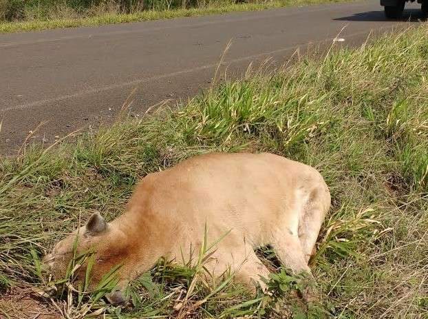 Sem resgate, on&ccedil;a-parda morre ap&oacute;s ser atropelada em rodovia de MS