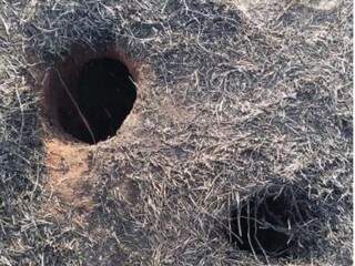 Buracos cavados por animais (Foto: Mirian Machado) 