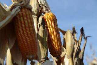 Produtores de milho comemoram condições climáticas (Foto: Cleber Gelio)