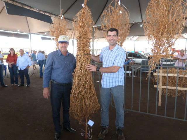 Produtor apresenta p&eacute; de soja solteiro com 7 mil vagens e vence disputa