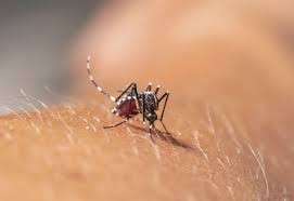 Aumenta número de casos investigados de Febre do Chikungunya no Estado