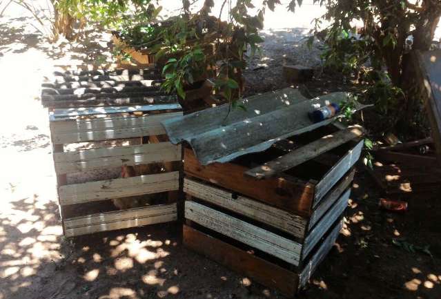 Aves apreendidas em rinha de galo est&atilde;o mutiladas, diz pol&iacute;cia 