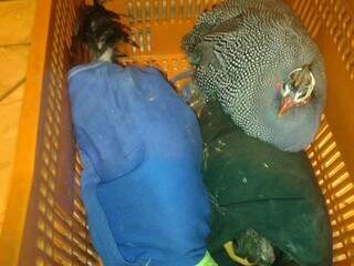 Galo de briga e galinha são transportados ilegalmente em situação de maus-tratos. (Fonte: PMA/Divulgação)