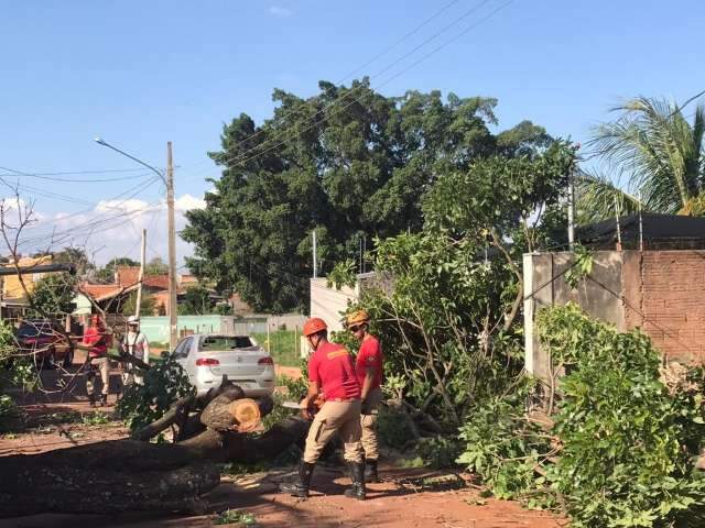 &Aacute;rvore cai sobre ve&iacute;culo, bloqueia rua e deixa moradores sem energia